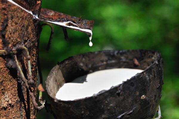 image of latex-extraction for making foam latex in goalkeeper gloves